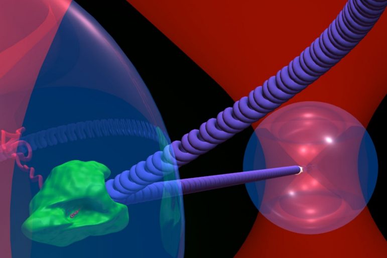 Optical Tweezers: Shedding Light on Life’s Molecules, One at a Time