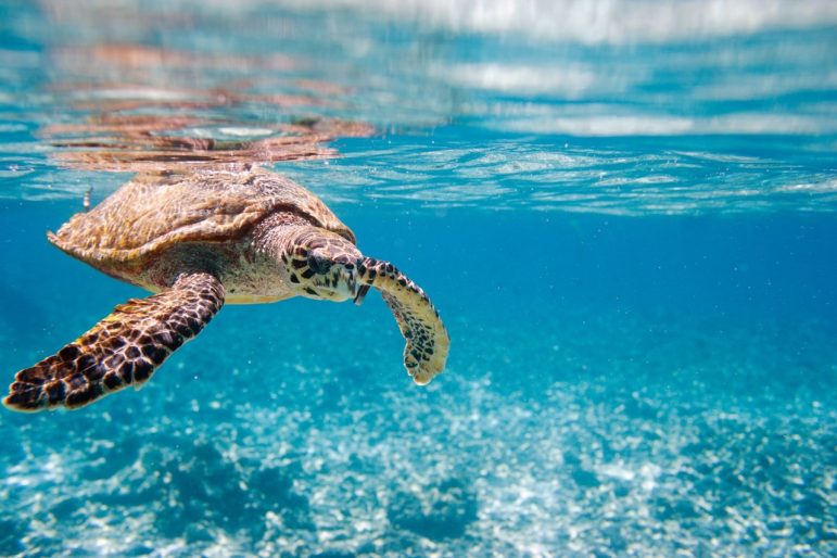 Surviving the Heat: The Struggle of Marine Turtles Against Climate Change
