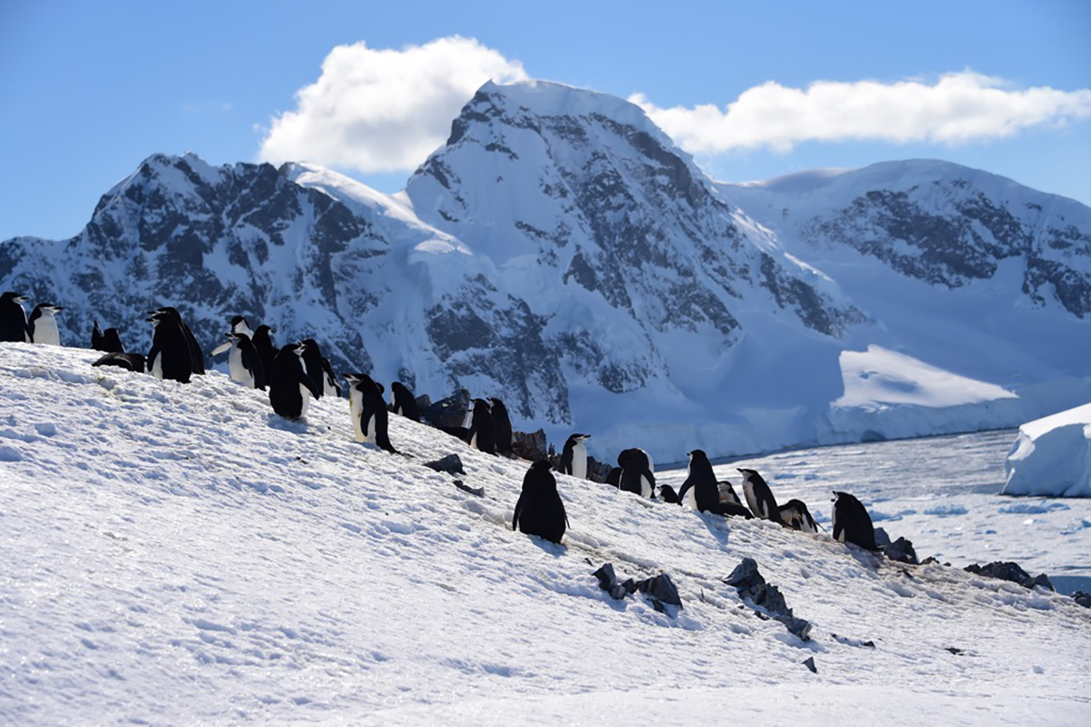 The Parrot and the Igloo: Sherwood Rowland’s Question