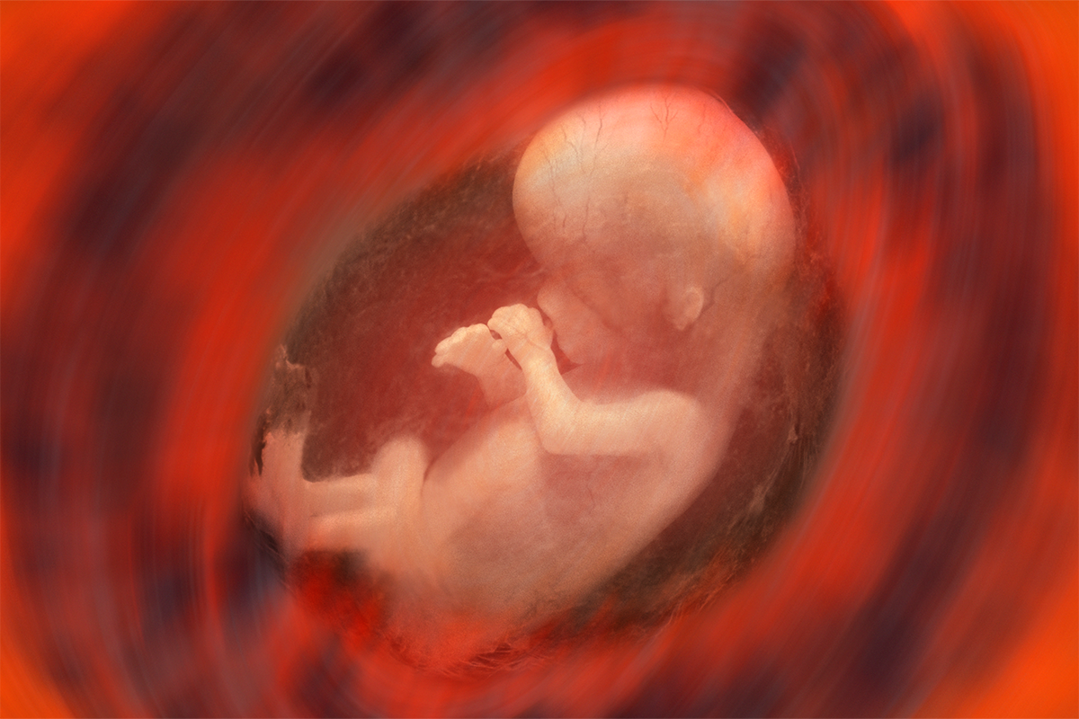 The (Modest) Triumph of the Embryo