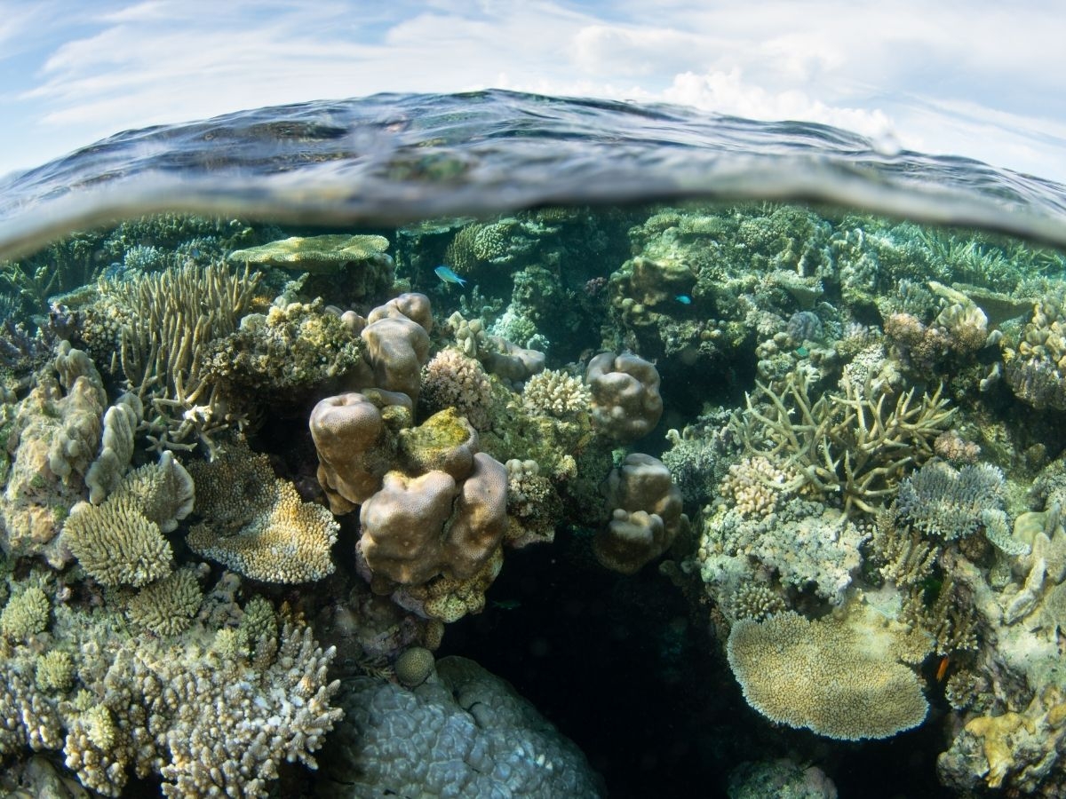 From Assessment to Action: The IUCN Red List of Ecosystems for Coral Reefs in the ROPME Sea Area
