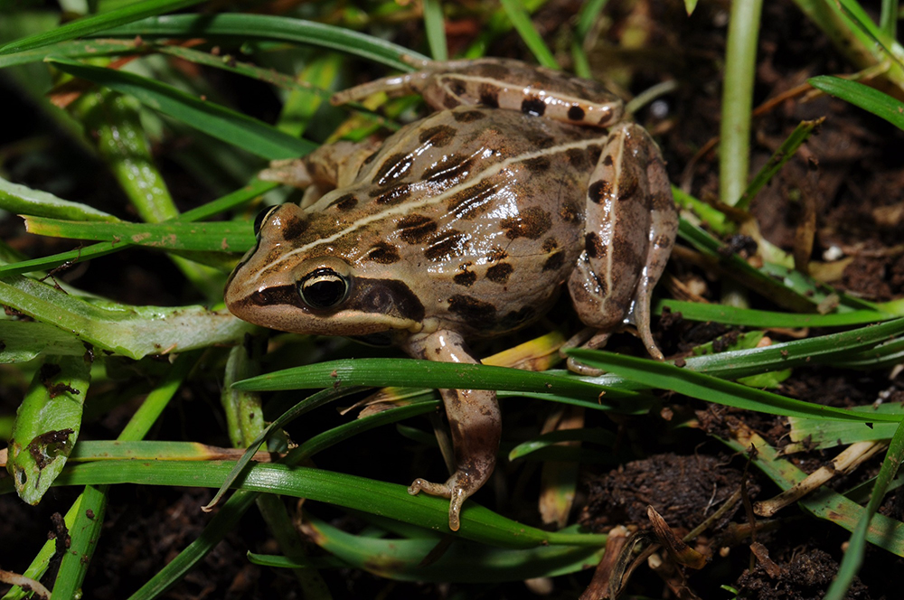 Researchers Uncover Groundbreaking Insights into the Evolution of Color Patterns in Frogs and Toads