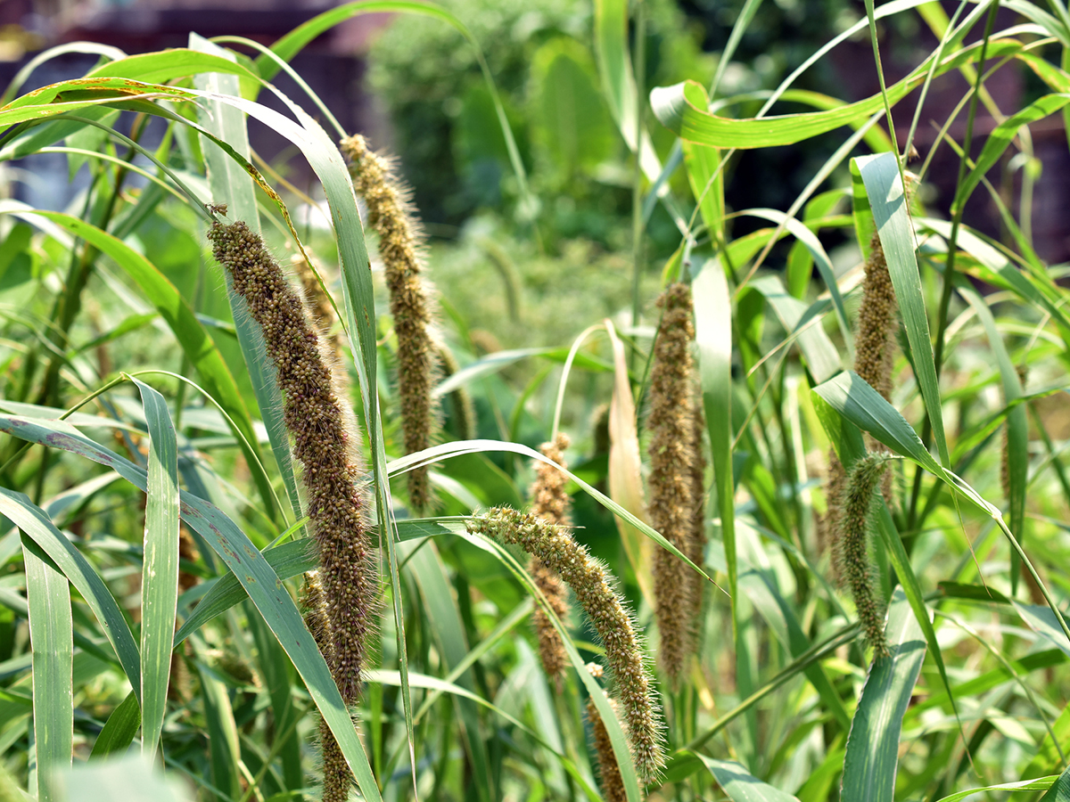 Researchers Map Genome of Millet for Climate Change Adaptation