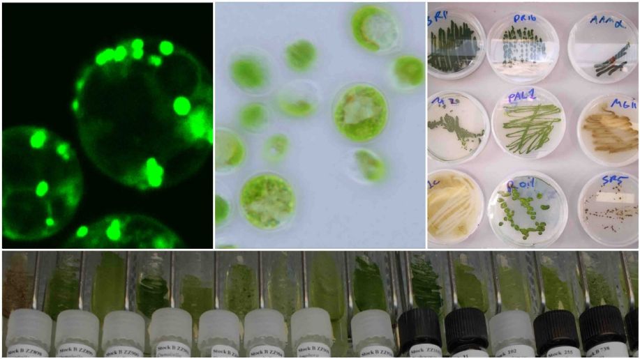 AI Speeds the Discovery of Life-Supporting Microbes