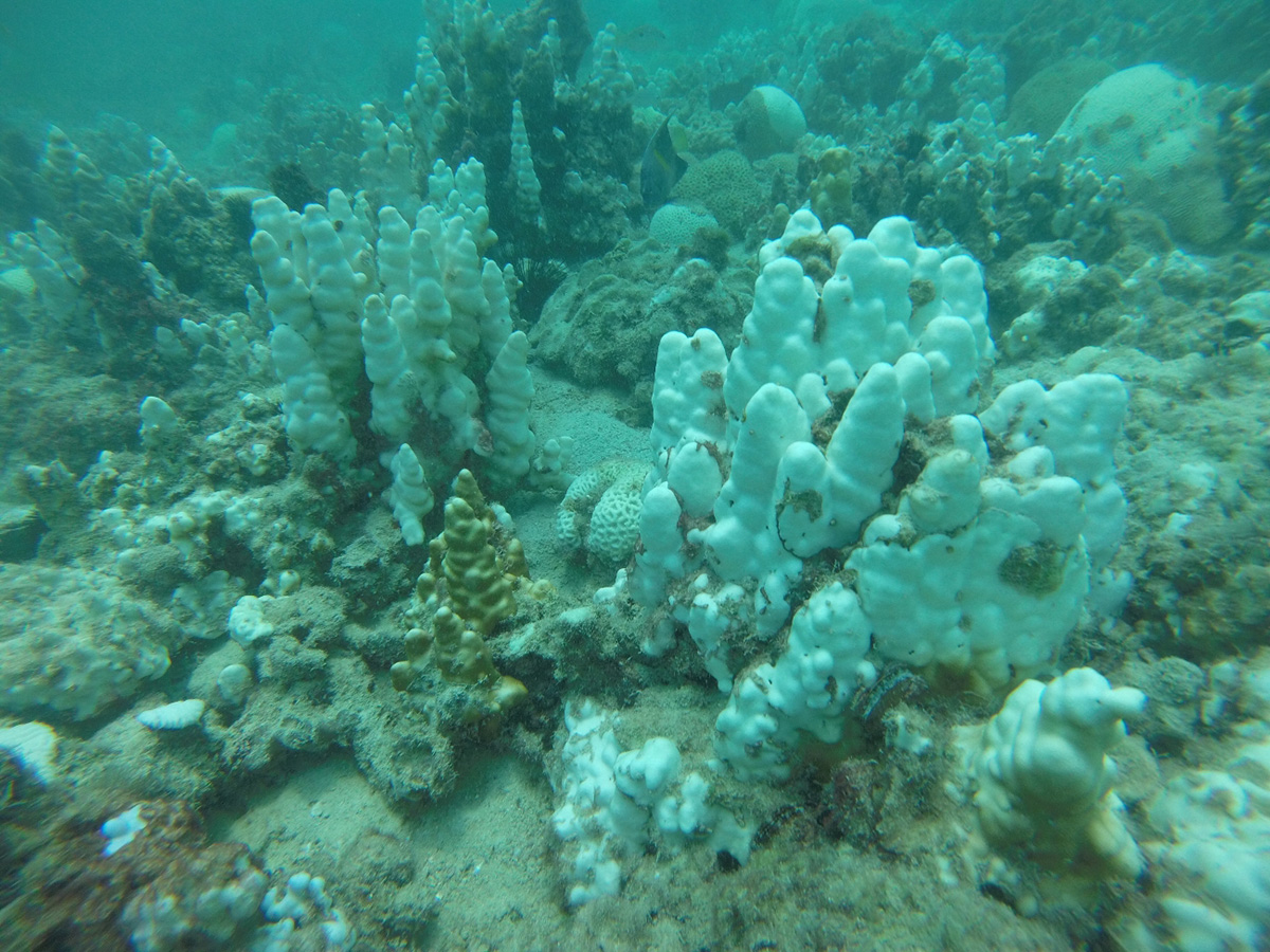 Scientists Identify What Triggers Extreme Summer Heat in the Arabian Gulf