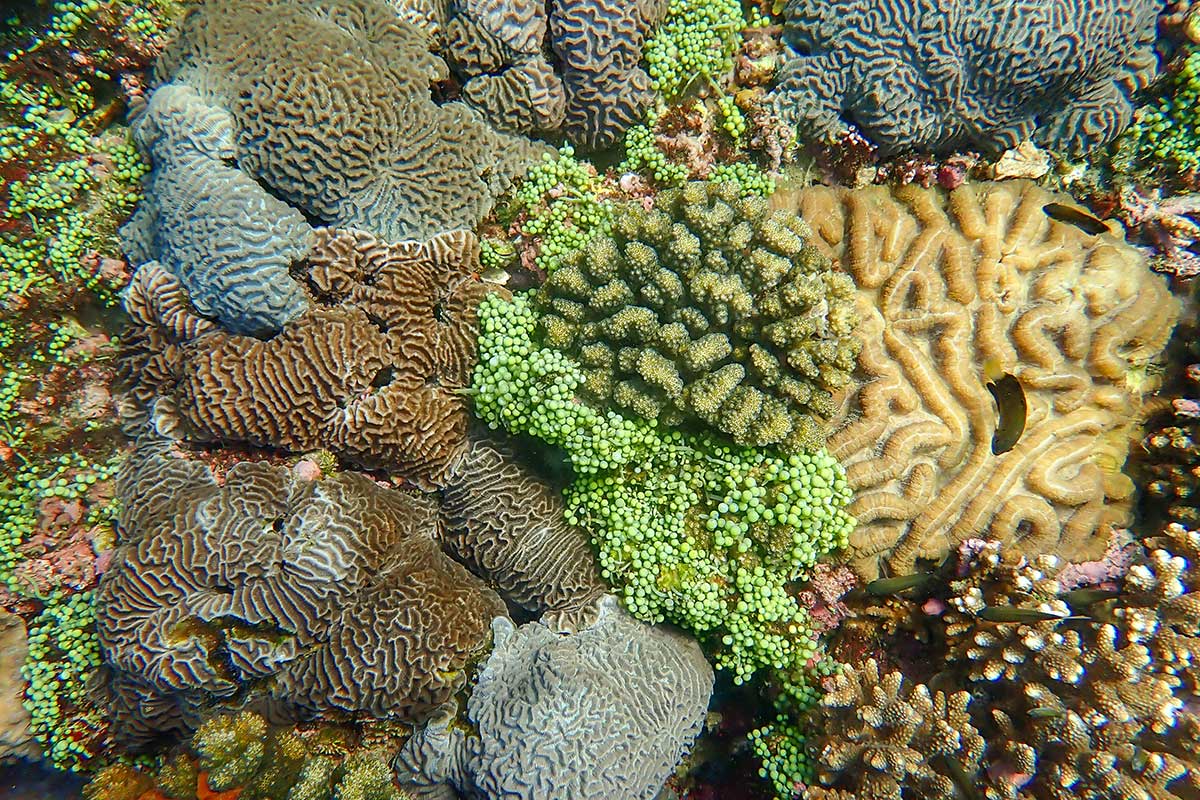 Microbial Clues to Coral Survival