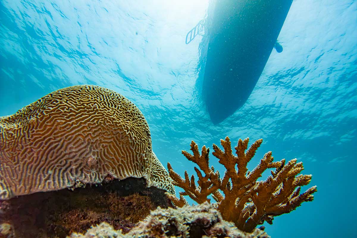 Regional First: Coral Reef Review