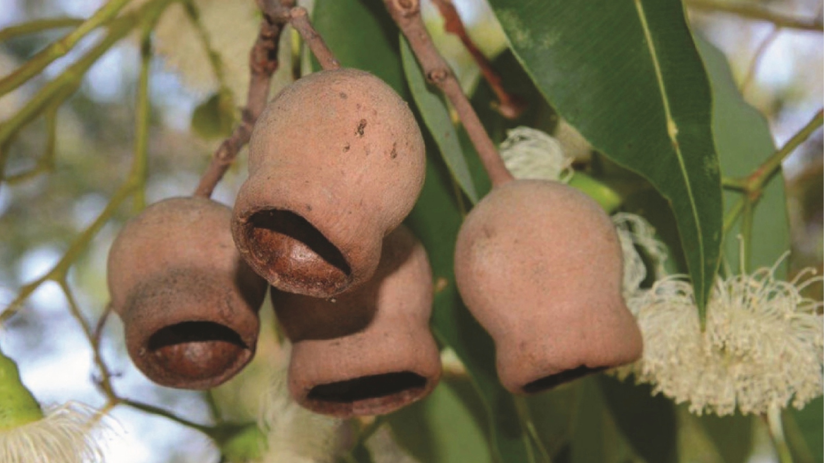 Study Reveals How the Marri Nut’s Structure Could Inspire Stronger, Safer Materials