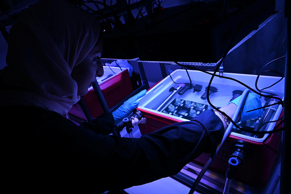 UAE-Wide Coral “Stress Test” Investigates Heat-Resilient Local Reefs