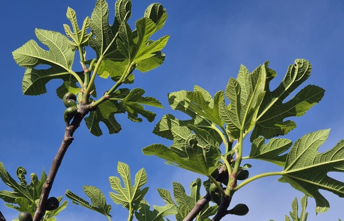 Study Reveals How Local Wild Fig Trees Shaped the Diversity of One of Humanity’s Oldest Crops and Could Help Secure Its Future