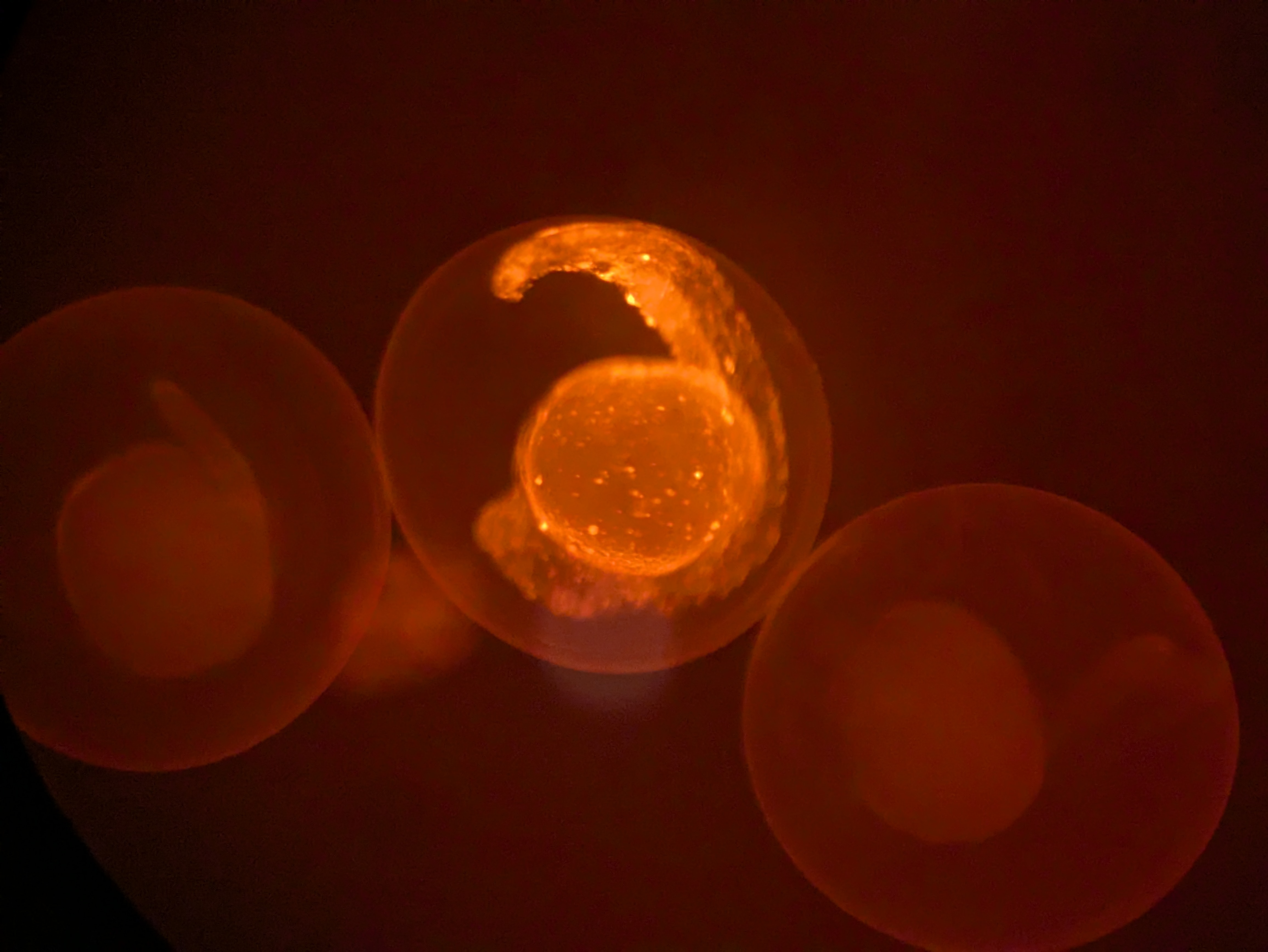 DNA Libraries, Dreamscapes, and Organoids: One Artist's Muse