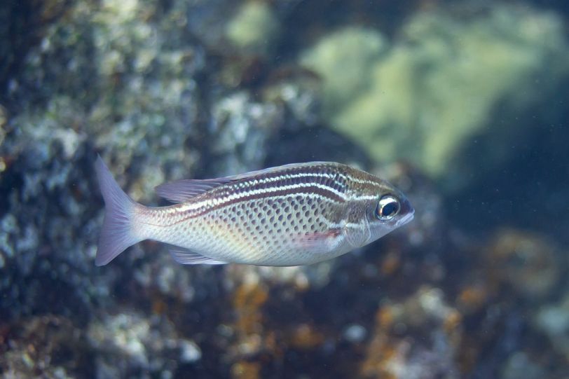 NYU Abu Dhabi Researchers Identify Unique Survival Strategies Adopted by Fish 