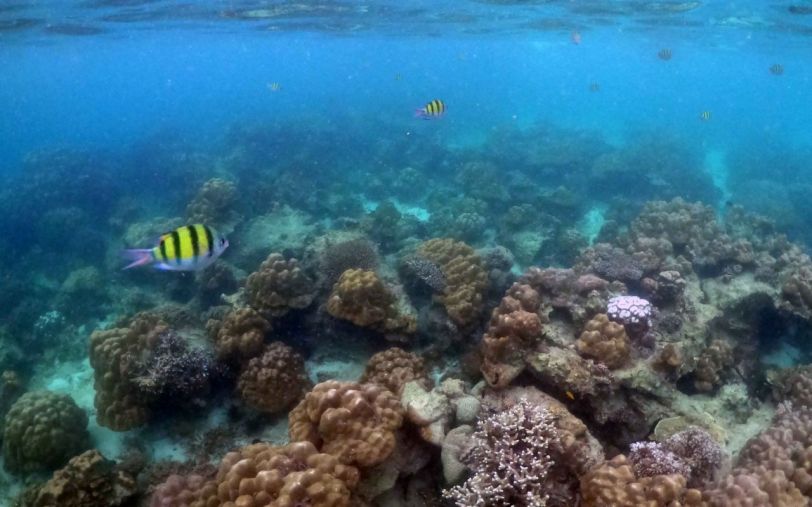 New Research Reveals Growing Number of Women in Coral Reef Science Across the Gulf States