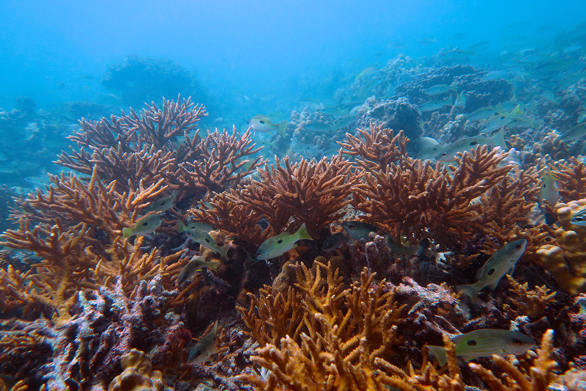 Women in Coral Reef Science