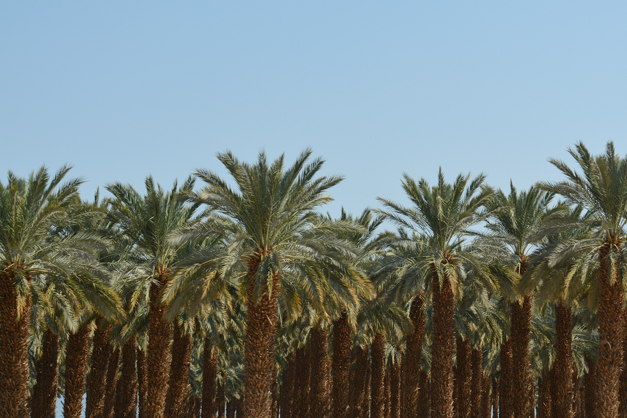 New Insights on Date Palm Evolution Using Leaf From Ancient Egyptian Temple