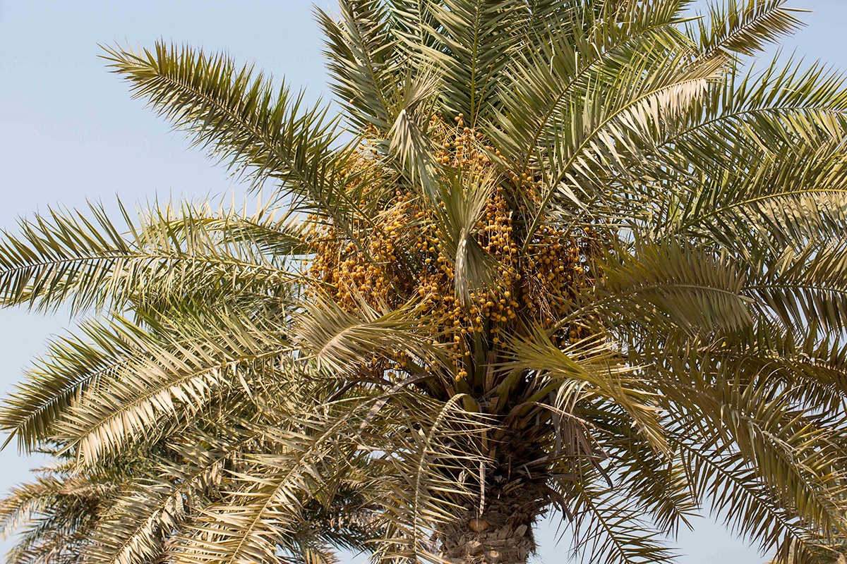 NYU Abu Dhabi’s 100! Dates Genome Sequencing Project Sheds Light on the Origin of the Date Palm