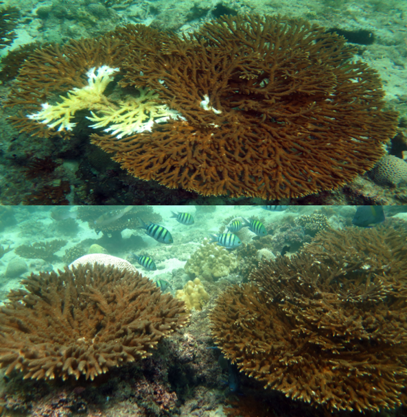 نماذج عن شعاب مرجان "أكروبورا" (Acropora) والمرجان المخي الأخدودي (Platygyra) المصابة بمرض المتلازمة البيضاء.  (أ) شعاب مرجان "أكروبورا" المصابة بمرض المتلازمة البيضاء (الصورة في الأعلى)، وشعاب سليمة من نوع المرجان ذاته (الصورة في الأسفل).