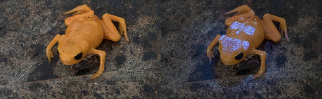 صورة لضفادع اليقطين البرازيلية (الاسم العلمي: Brachycephalus ephippium) تحت الضوء الطبيعي (جهة اليسار) وتحت ضوء الأشعة فوق البنفسجية (جهة اليمين). الصورة مُقدّمة من ساندرا جوت، زميلة أبحاث ما بعد الدكتوراه في جامعة نيويورك أبوظبي