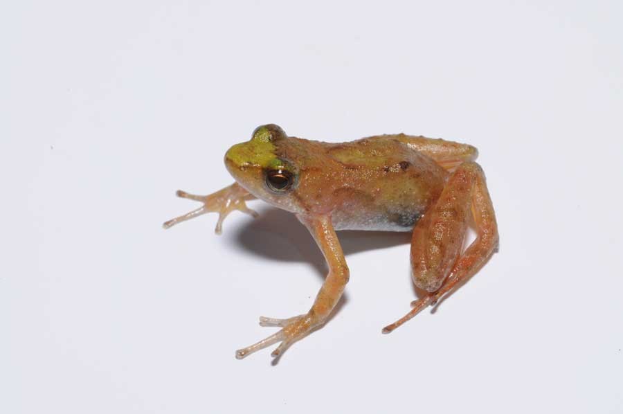 Female puddle frog