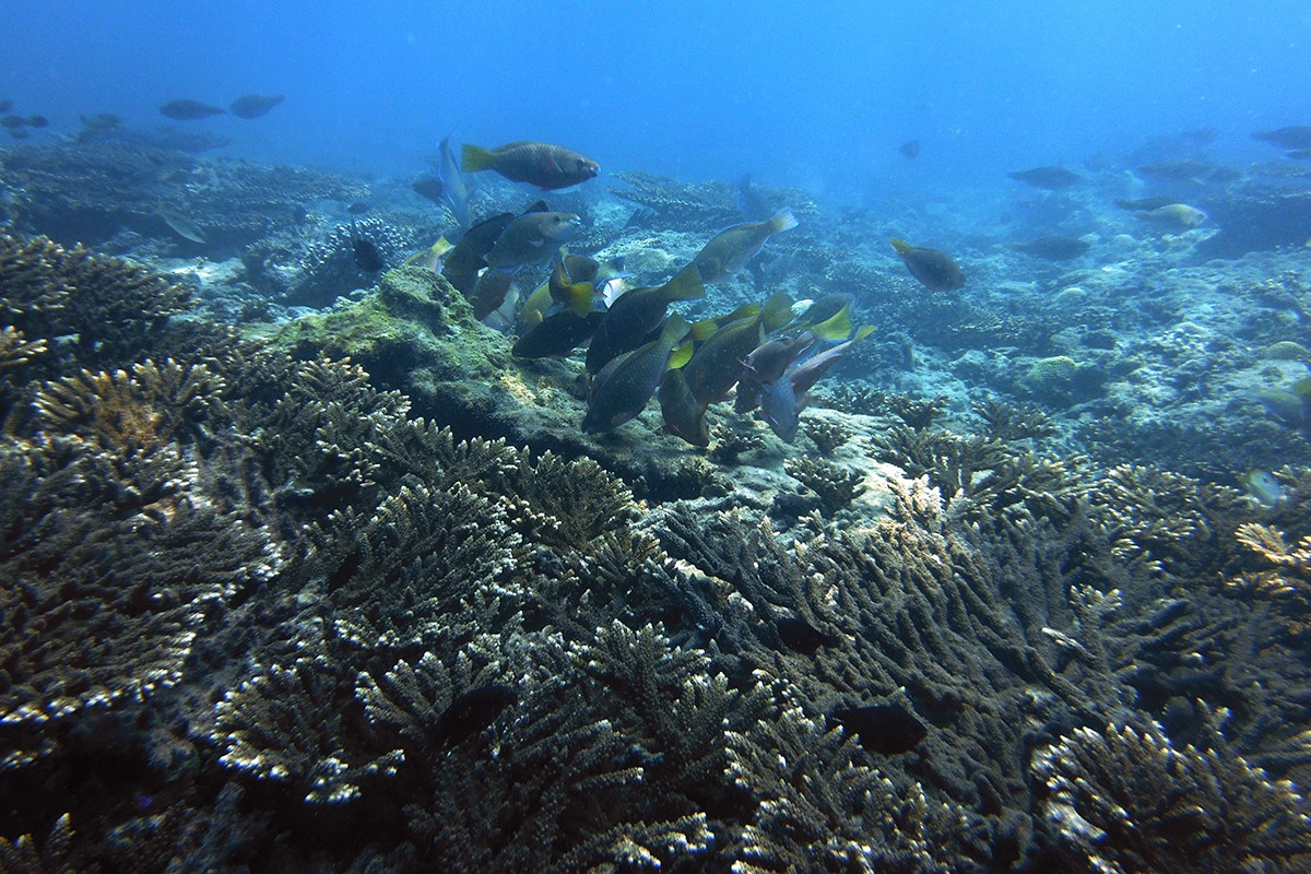 New Heat-tolerant Algal Species Discovered in Abu Dhabi Corals