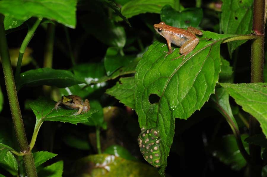 Two female puddle frogs