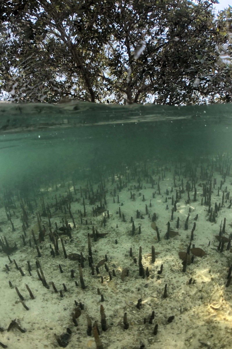 The gray mangrove, Avicennia marina, is a hardy salt-tolerant tree that forms the only natural evergreen forest in Arabia, serving as home to numerous other species