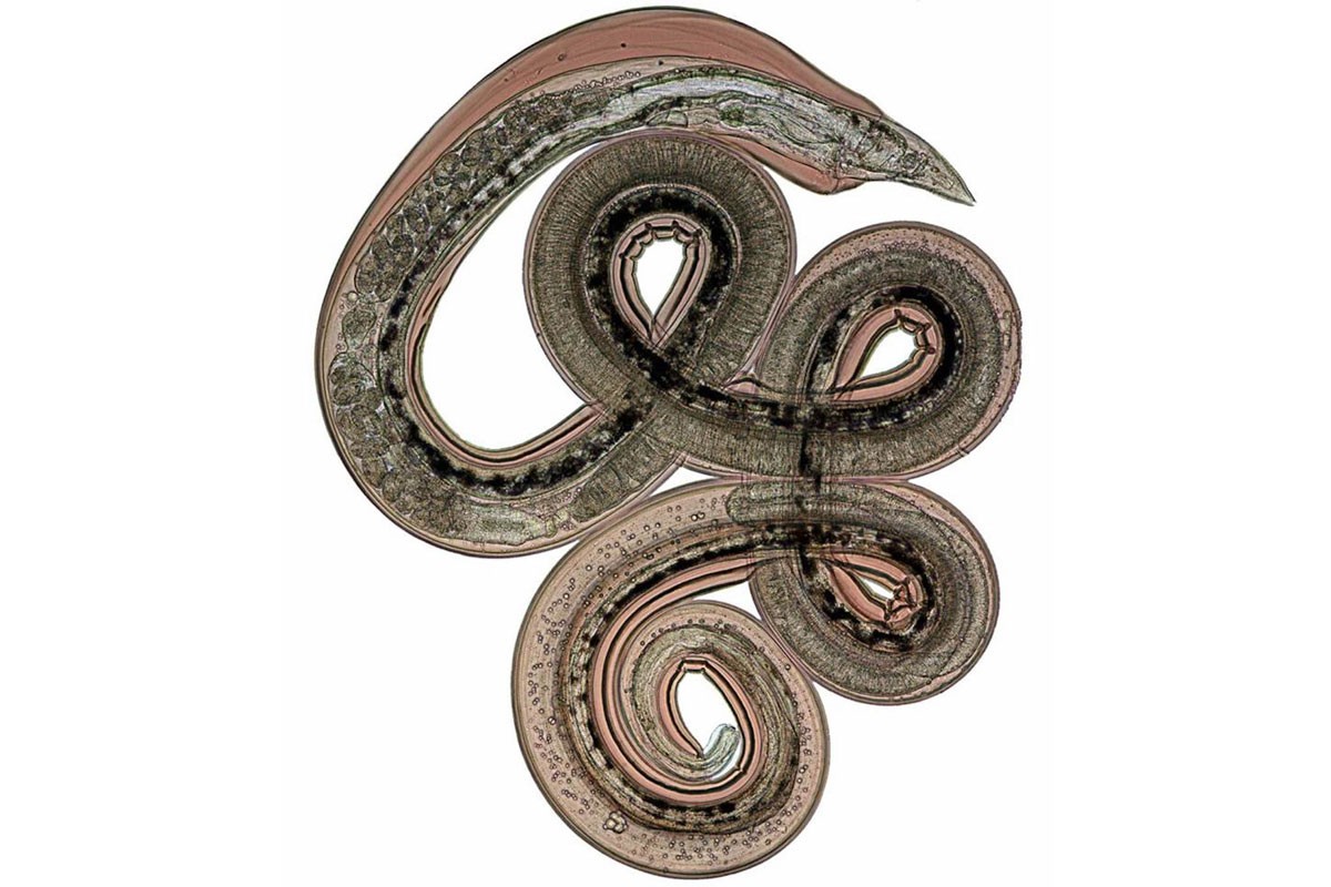 First Workshop on Parasitic Nematodes 