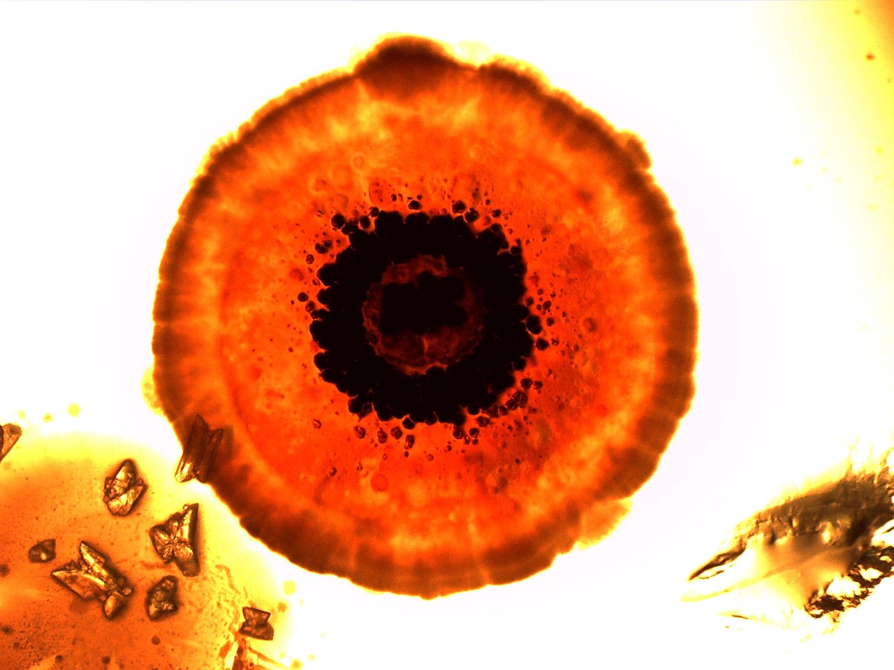 Bacterial species isolated and cultured from soil samples from the Abu Dhabi coastline