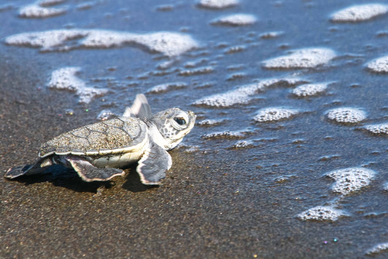 A baby green sea turtle (Chelonia mydas) reaches the ocean after emerging from its nest. Tortuguero National Park, Costa Rica.