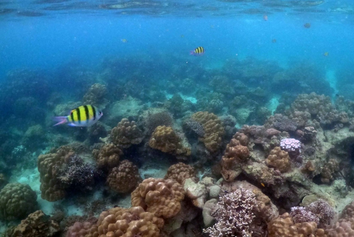 Underwater seascape of corals and algae in the ocean. 