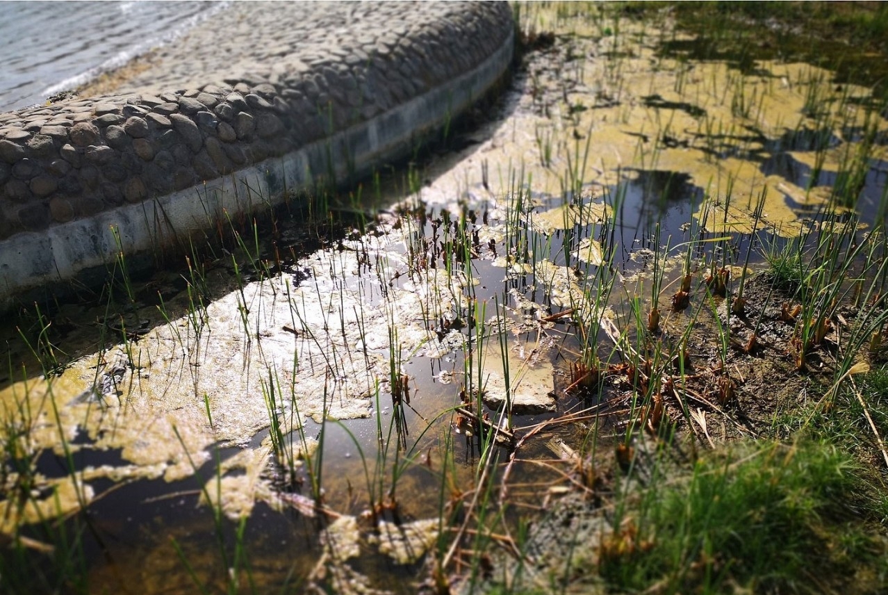 Native UAE algae 