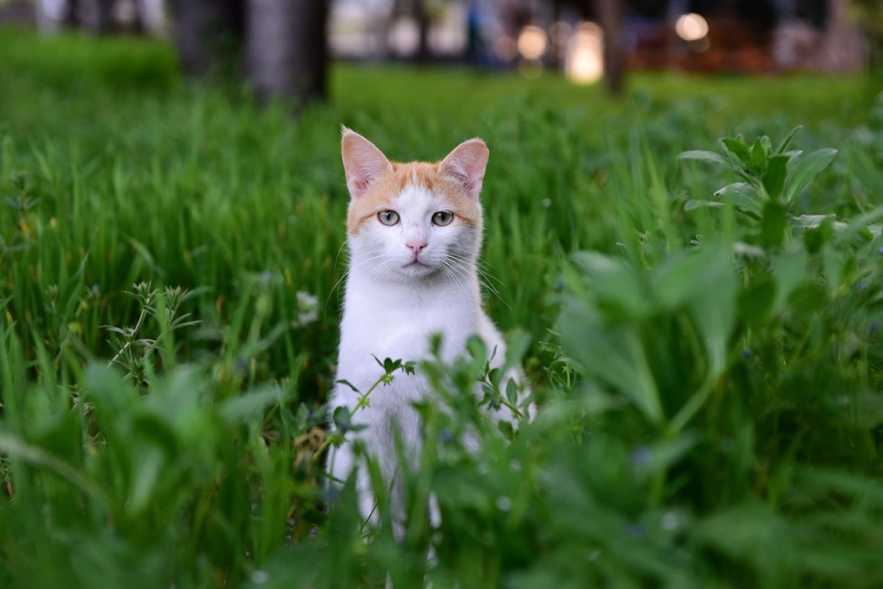 Cat in a Garden