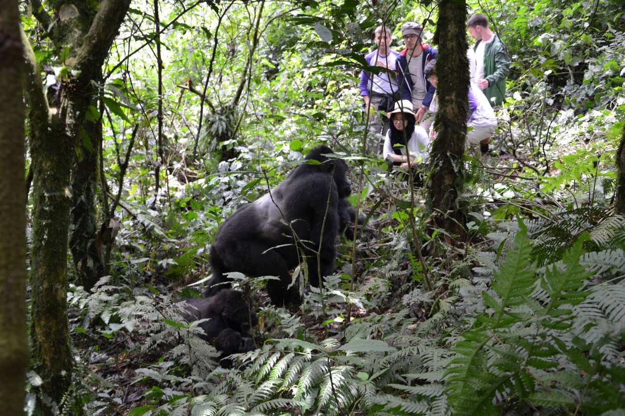 Students observing a silverback gorilla in Uganda.