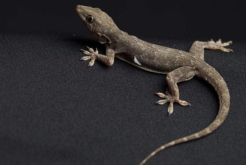 How lizards rapidly shed their tails to escape predators