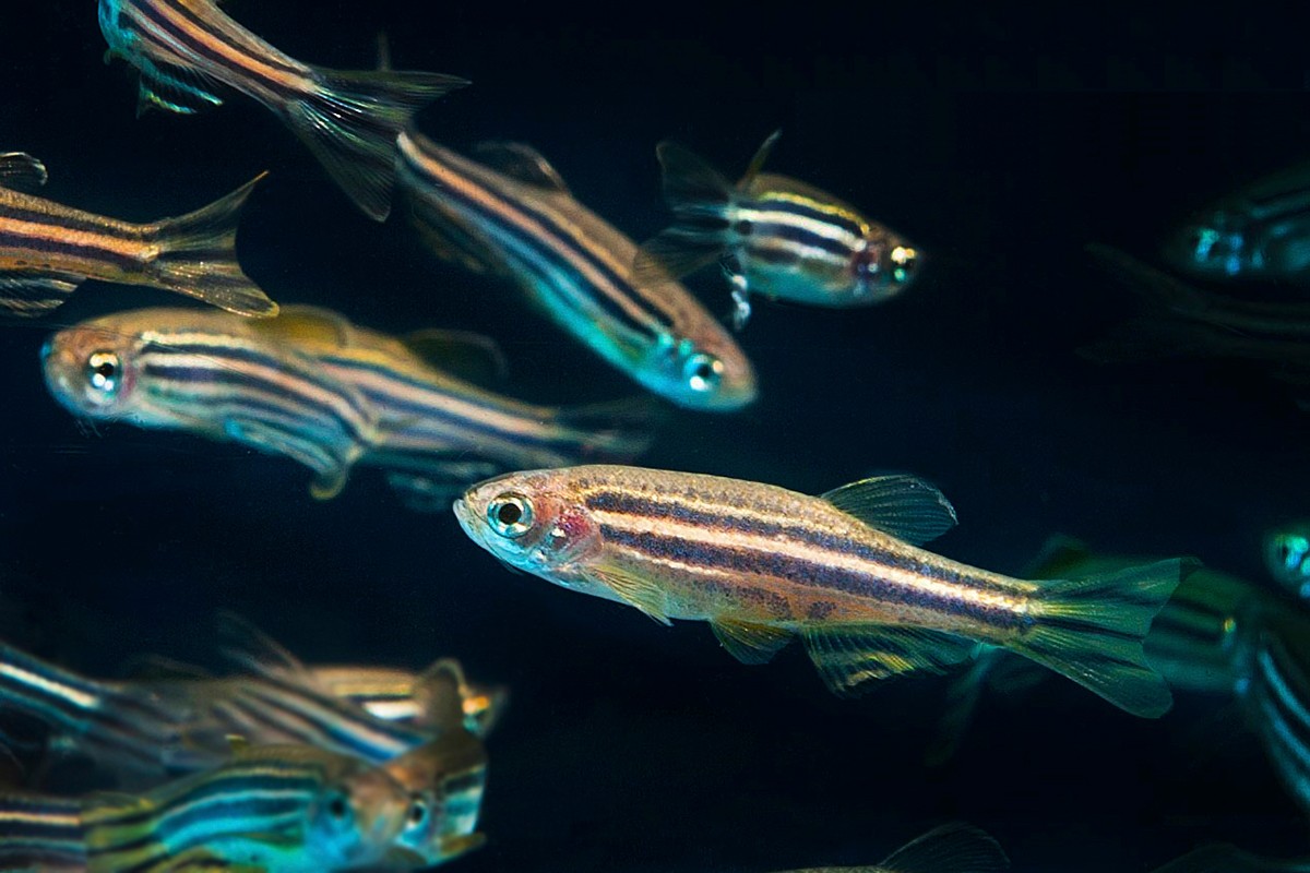 Making Strides in Cancer Research Using Zebrafish