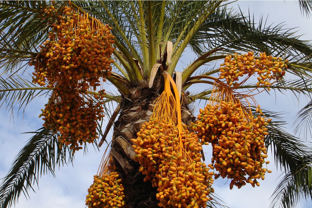 The Evolution of Date Palms