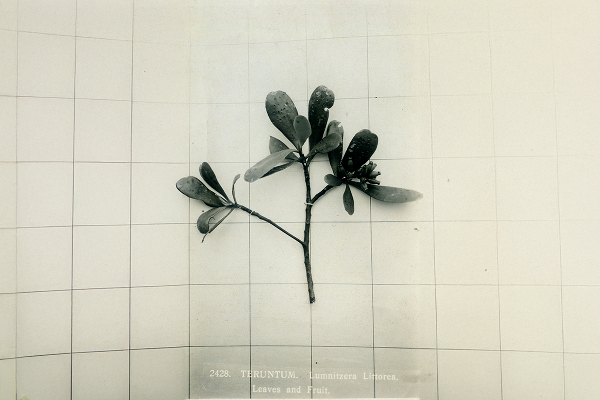 De/Colonial Botany: Migrating Plants, Repairing Landscapes