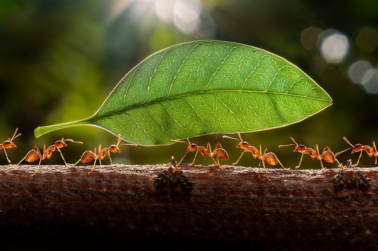 Biological Invasions: The Forgotten Threat