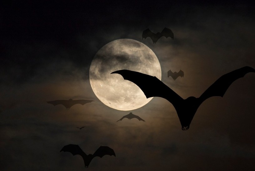 Bats flying
