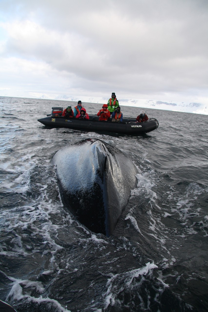 A whale breaches in Antarctic waters. Captured by NYUAD student Fisher Wu.