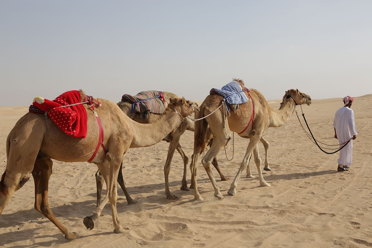 The UAE is known for its camel culture.