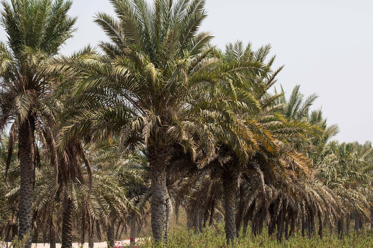 The UAE is famous for its date trees.