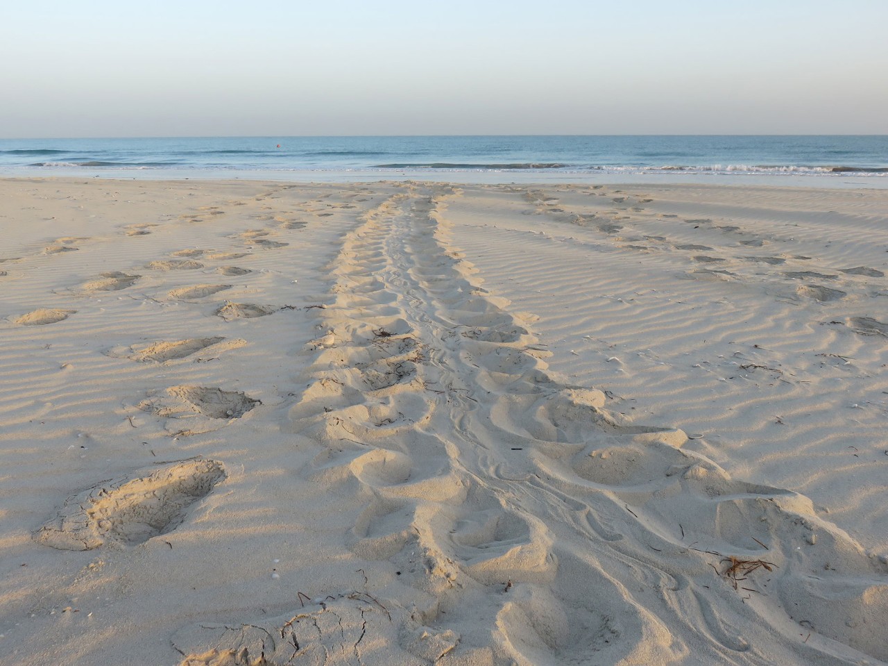 Female turtle tracks on sand in Saadiyat Beach in 2017. Courtesy of Arabella Willing
