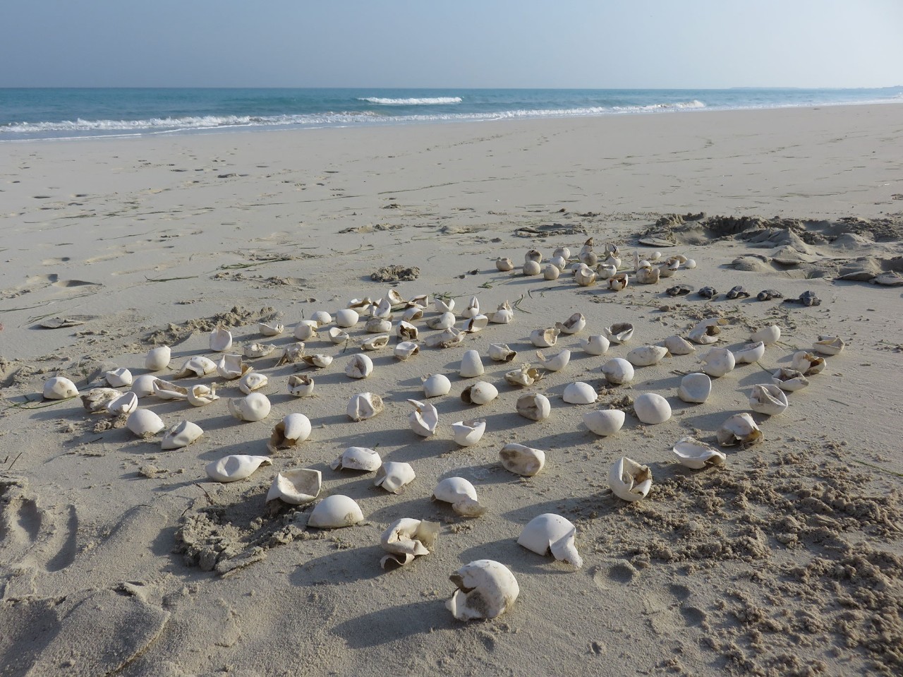 An inventory of hatched turtle eggs Saadiyat Beach in 2017. Courtesy of Arabella Willing