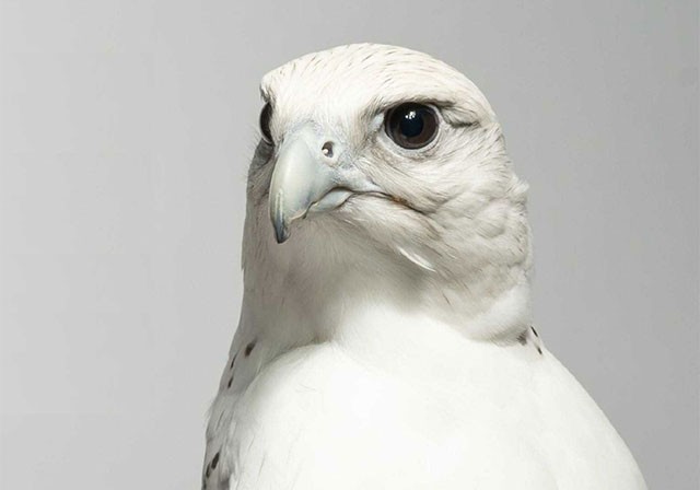 Our yet unexplained fascination with the falcon remains a mystery. 