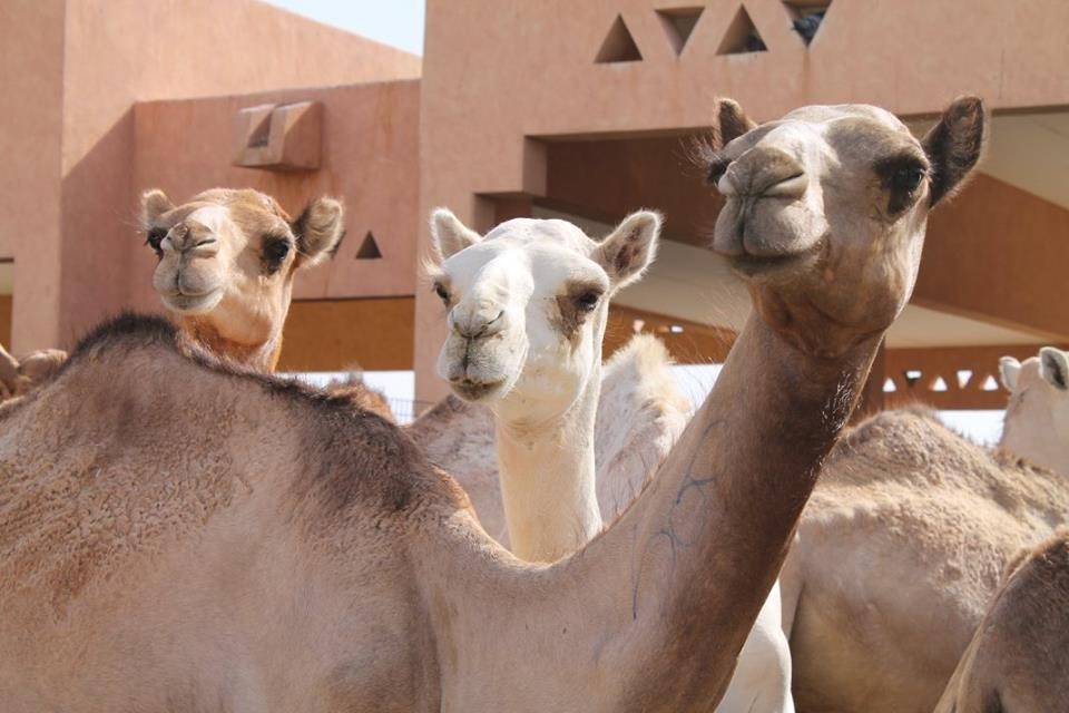 Camel beauty contest in the desert is one of the programs Firas Ashraf helps organize.