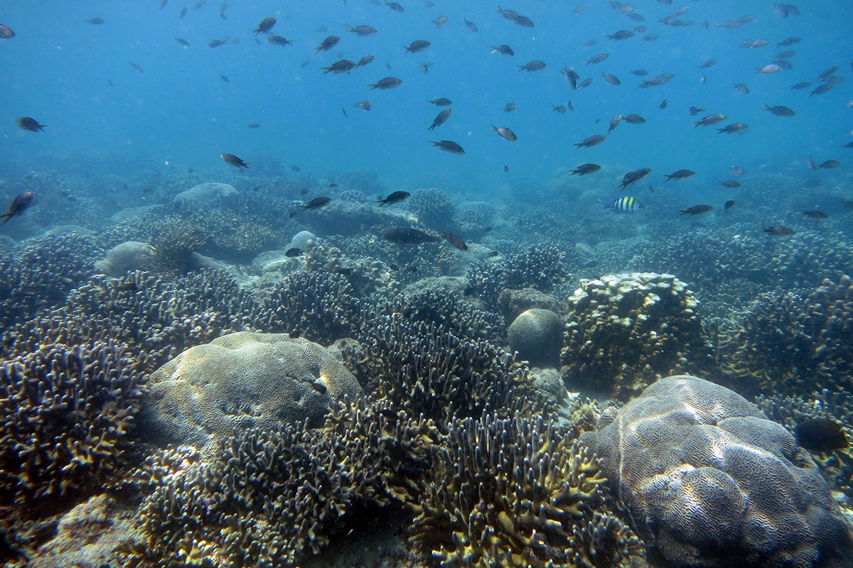 Coral ecosystem
