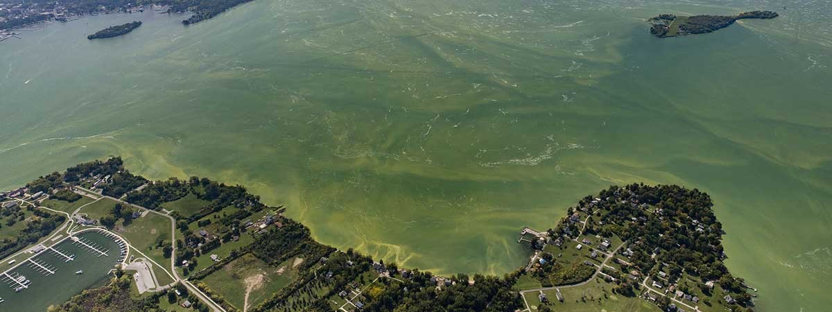 An aerial view of a large harmful algal bloom in Lake Erie, September 2017. Photo credit - NOAA Great Lakes Environmental Research Laboratory