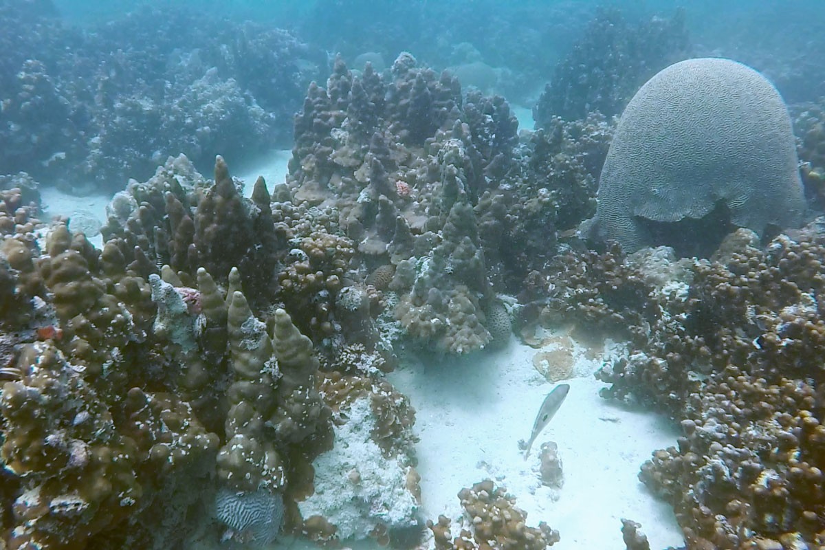 Arabian Gulf coral reef