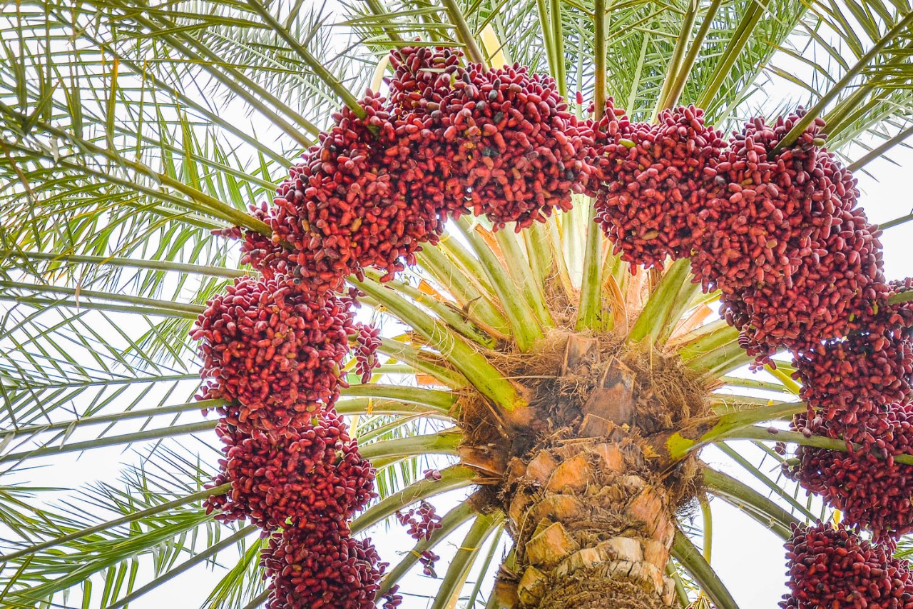 NYUAD's 100! Dates Project aims to find out about the genetic diversity of the date palm, which will help researchers understand how date palms evolved and provide tools for improving the cultivation of an important and symbolic UAE plant.